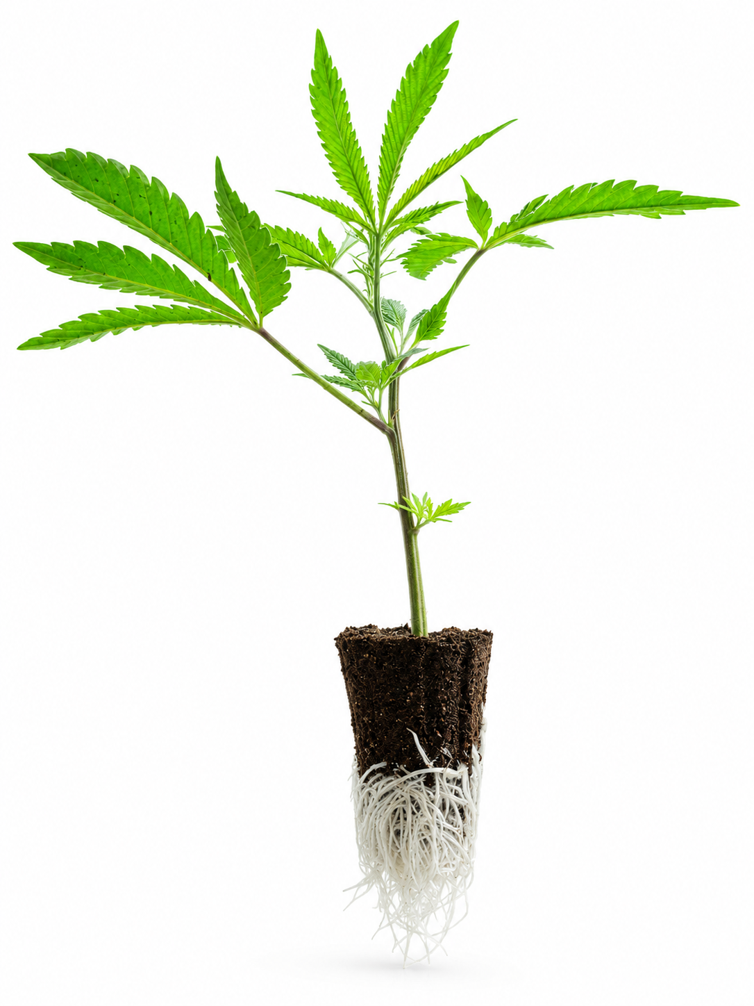 Permanent Chimera #35 Stecklinge – BeLeaf Seeds x Seed Junky Genetics