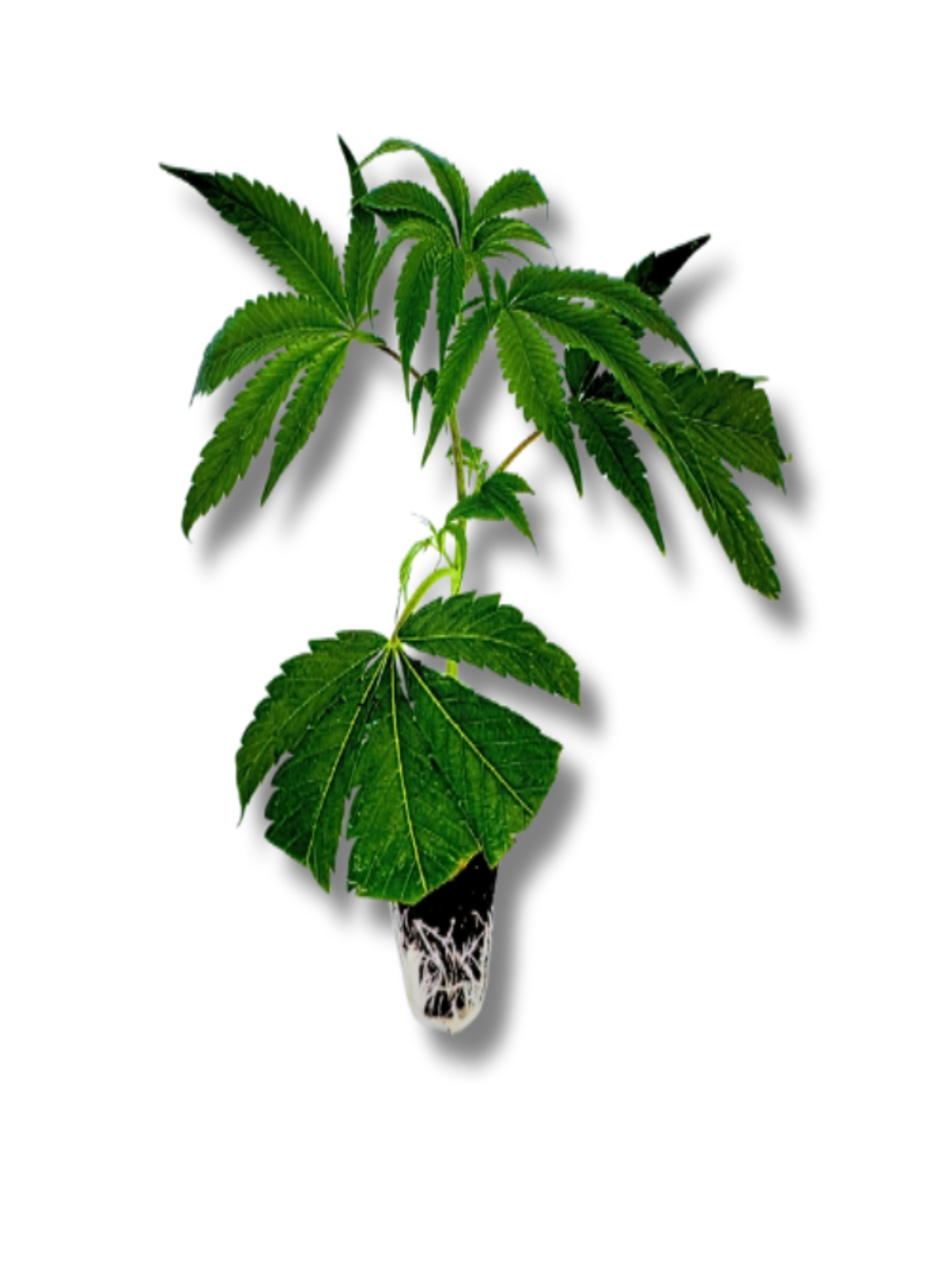 La Bomba Stecklinge – Compound Genetics