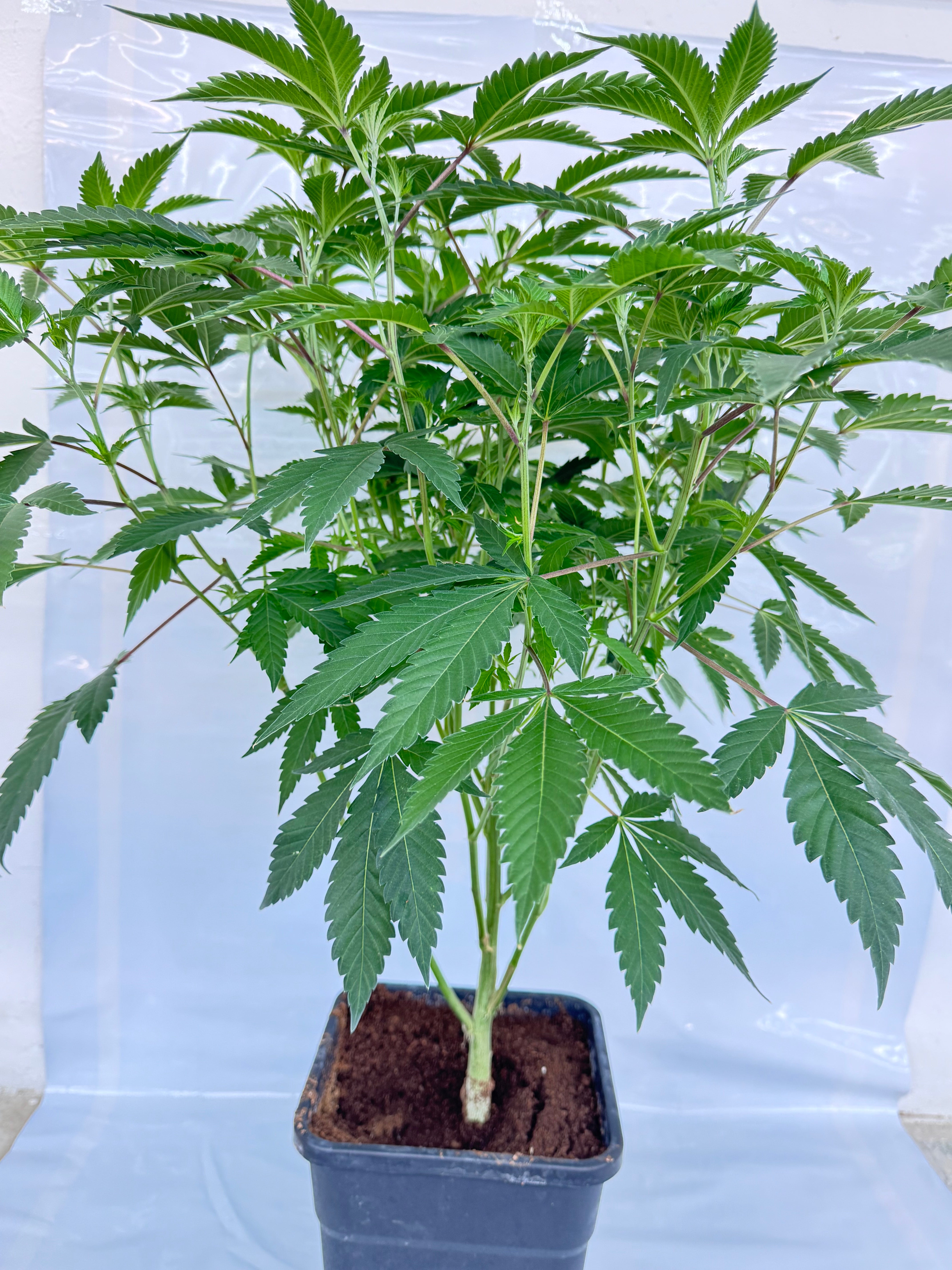 La Bomba Stecklinge – Compound Genetics