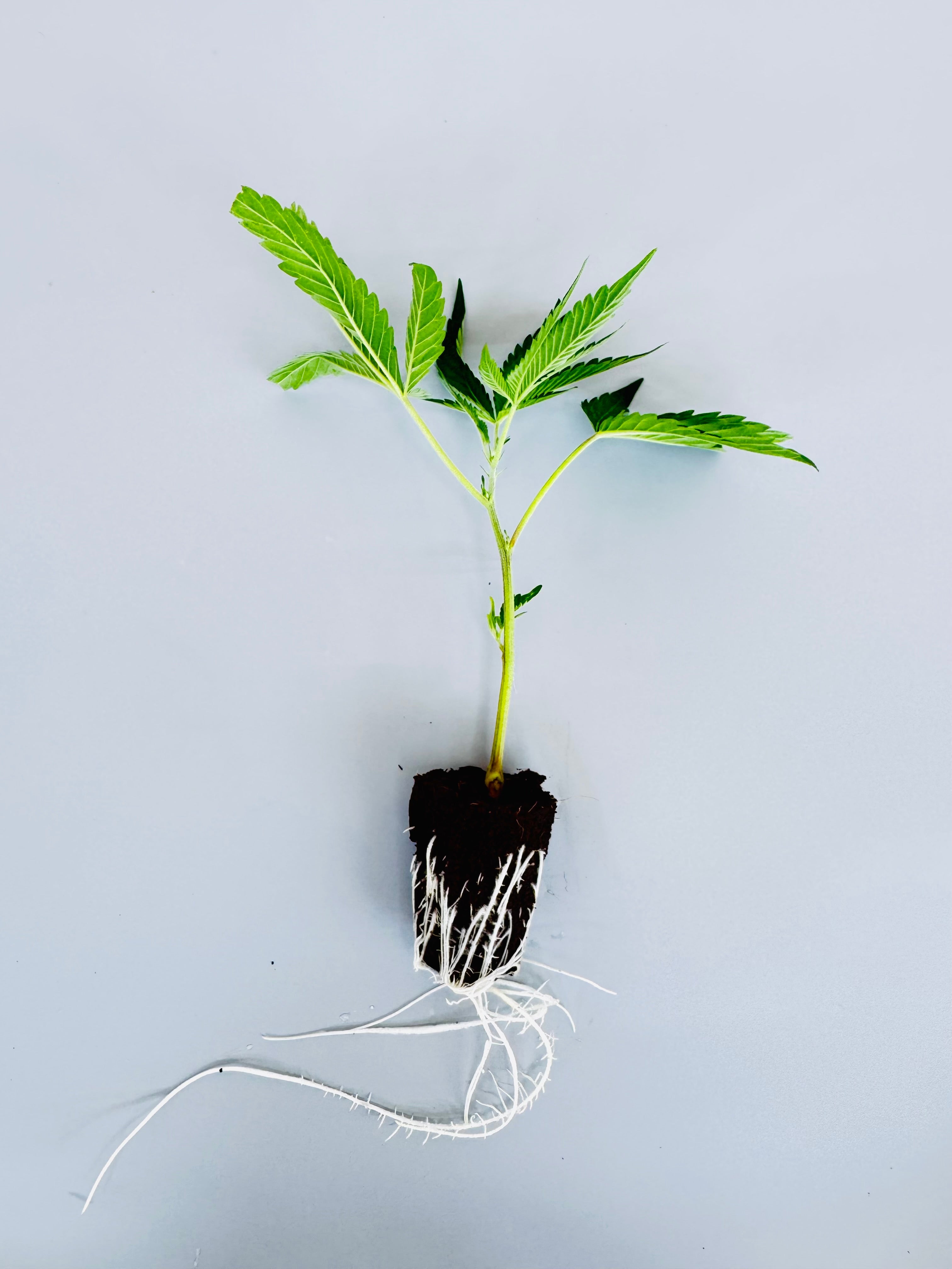 La Bomba Stecklinge – Compound Genetics